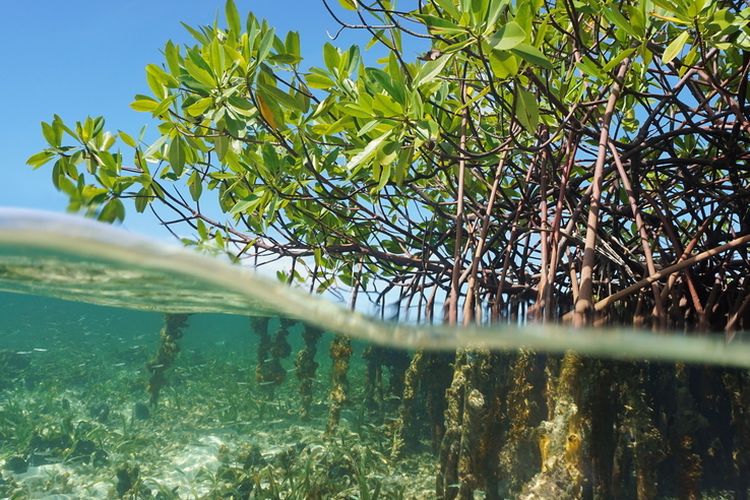 Tanam Mangrove Di Target Ribuan Hektare Lahan Setahun Ke Depan Tanam Mangrove Di Target Ribuan Hektare Lahan Setahun Ke Depan