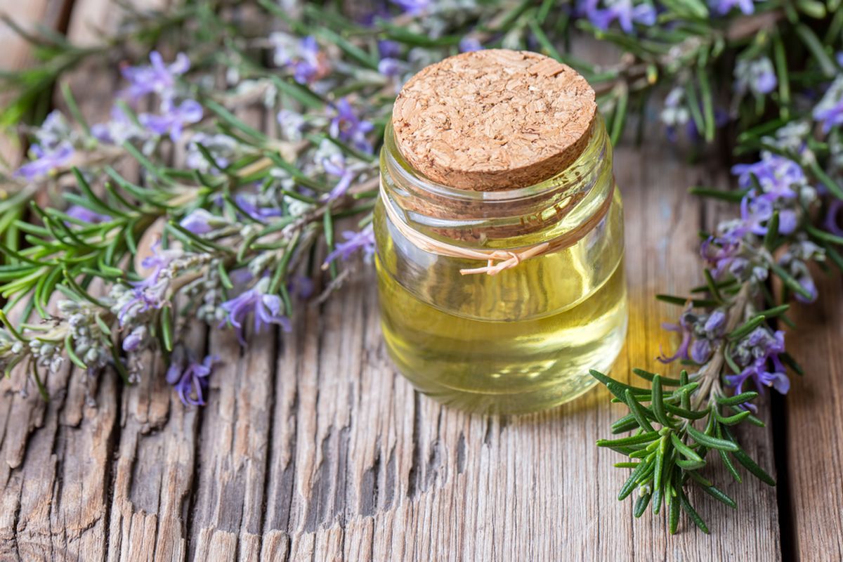 Rosemary Dapat Menumbuhkan Rambut?