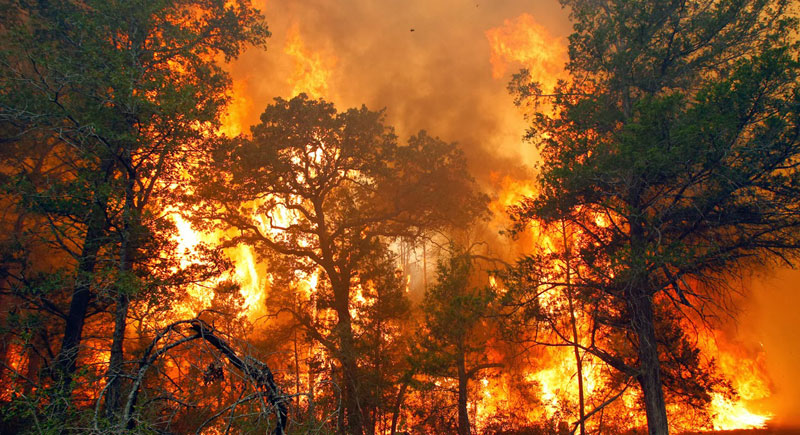 Kebakaran Hutan Terjadi Di Riau 200 Hektare Lahan Terbakar Kebakaran Hutan Terjadi Di Riau 200 Hektare Lahan Terbakar