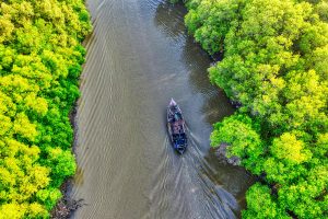 Hutan Mangrove Indonesia Terancam: Kampanye Pelestarian