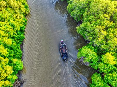 Hutan Mangrove Indonesia Terancam: Kampanye Pelestarian