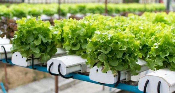Sukses Budidaya Sayur Organik Dengan Teknologi IoT Sukses Budidaya Sayur Organik Dengan Teknologi IoT