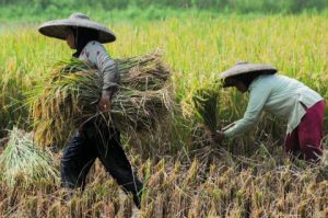 Peran Koperasi Dalam Pemberdayaan Ekonomi Masyarakat Desa