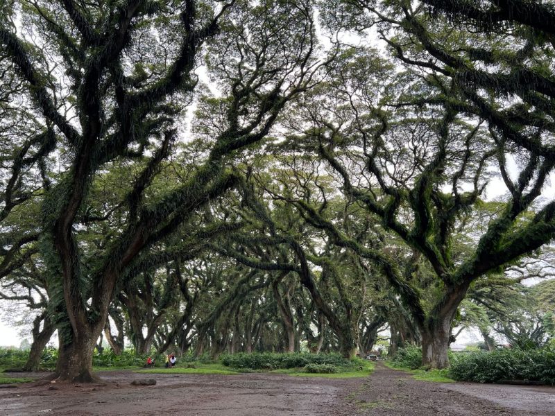 Keindahan Jatim: 4 Destinasi Banyuwangi Untuk Tutup Tahun