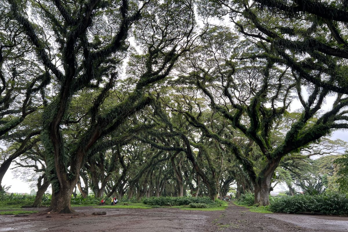 Keindahan Jatim: 4 Destinasi Banyuwangi Untuk Tutup Tahun