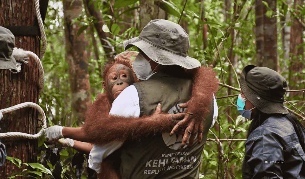 Transisi Orangutan Rehab Menuju Hutan Kalimantan Tengah