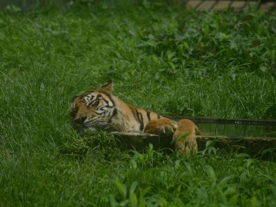 Populasi Meningkat: 27 Harimau Sumatera Terpantau Di Leuser