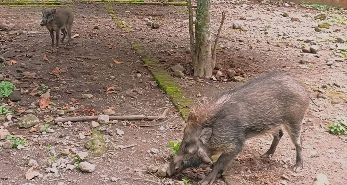 Penyelamat Yang Terlupakan: Jejak Sunyi PCBA Di Prigen