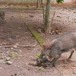 Penyelamat Yang Terlupakan: Jejak Sunyi PCBA Di Prigen