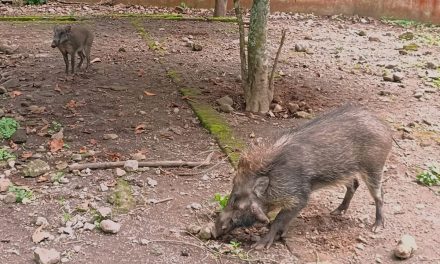 Penyelamat Yang Terlupakan: Jejak Sunyi PCBA Di Prigen