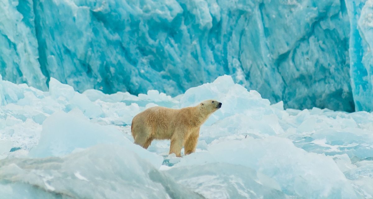 Beruang Kutub Norwegia: Tetap Gemuk Di Tengah Badai Iklim!