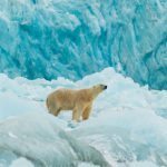 Beruang Kutub Norwegia: Tetap Gemuk Di Tengah Badai Iklim!