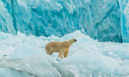 Beruang Kutub Norwegia: Tetap Gemuk Di Tengah Badai Iklim!