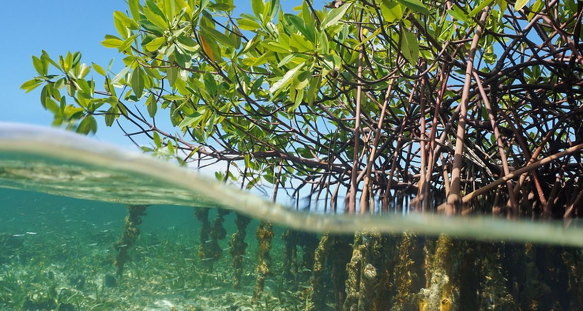 Pulau Bengkalis Jadi Pusat Studi Mangrove Nasional Dan Global