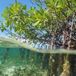 Pulau Bengkalis Jadi Pusat Studi Mangrove Nasional Dan Global