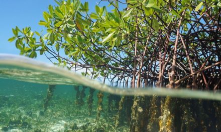Pulau Bengkalis Jadi Pusat Studi Mangrove Nasional Dan Global