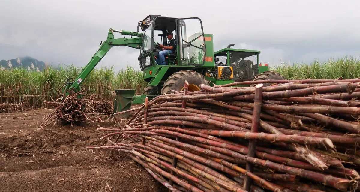 3 Daerah Indonesia Penghasil Gula Kualitas Terbaik Saat Ini