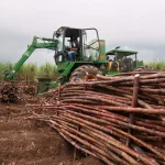 3 Daerah Indonesia Penghasil Gula Kualitas Terbaik Saat Ini