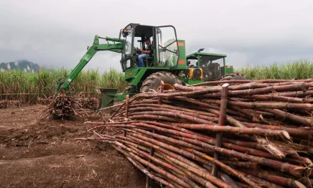3 Daerah Indonesia Penghasil Gula Kualitas Terbaik Saat Ini