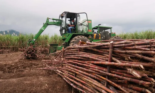 3 Daerah Indonesia Penghasil Gula Kualitas Terbaik Saat Ini