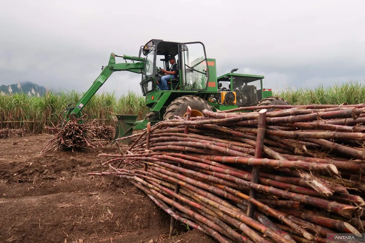 3 Daerah Indonesia Penghasil Gula Kualitas Terbaik Saat Ini