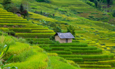 Biar Gak Was-Was! 3 Tanaman Penolong Di Lahan Miring