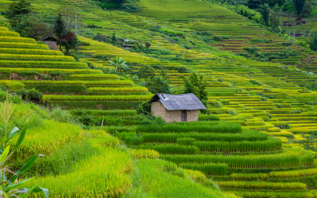 Biar Gak Was-Was! 3 Tanaman Penolong Di Lahan Miring