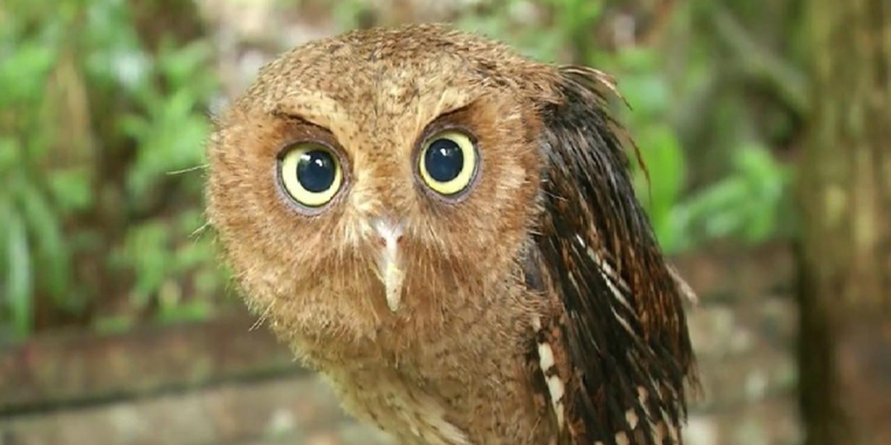 Burung Hantu NTT Habis, Hama Siap Terjang Lahan Warga