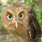 Burung Hantu NTT Habis, Hama Siap Terjang Lahan Warga