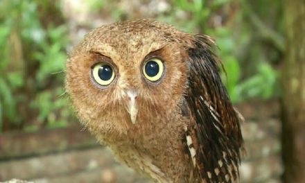 Burung Hantu NTT Habis, Hama Siap Terjang Lahan Warga