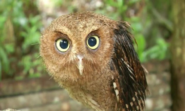 Burung Hantu NTT Habis, Hama Siap Terjang Lahan Warga