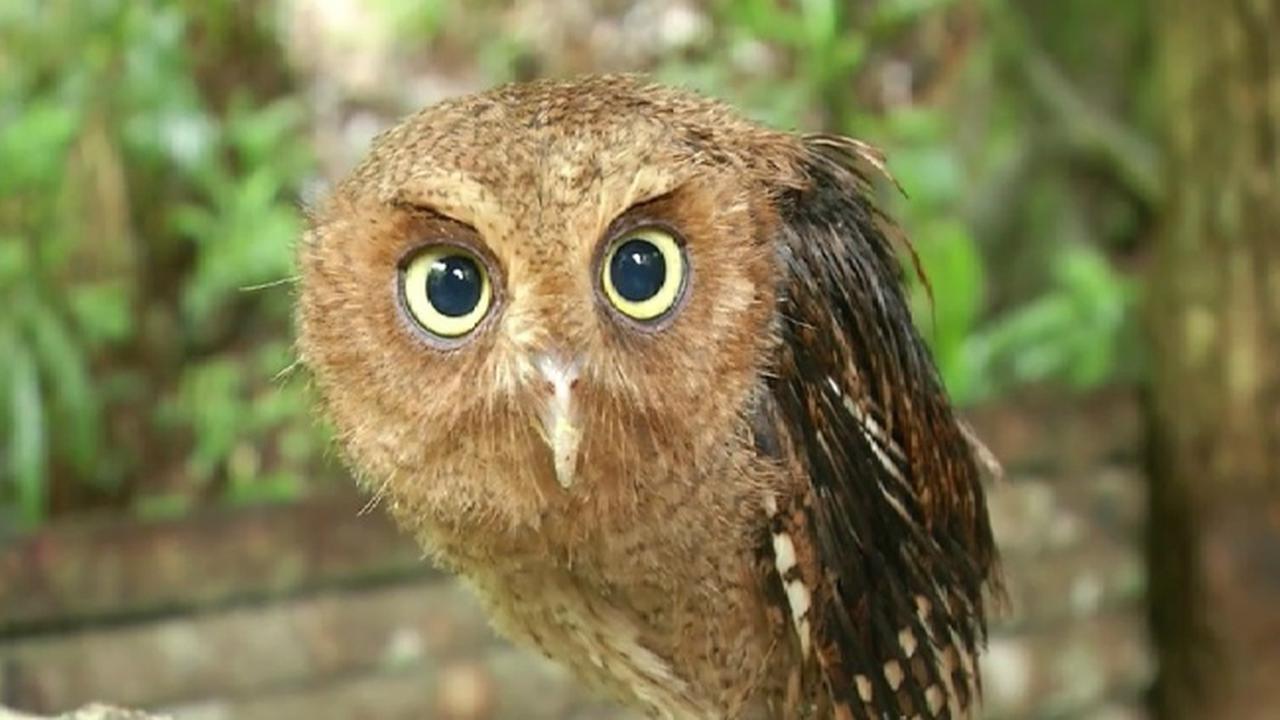 Burung Hantu NTT Habis, Hama Siap Terjang Lahan Warga