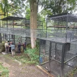 Kisah PCBA Prigen: Berjuang Dalam Diam Demi Kelestarian Satwa