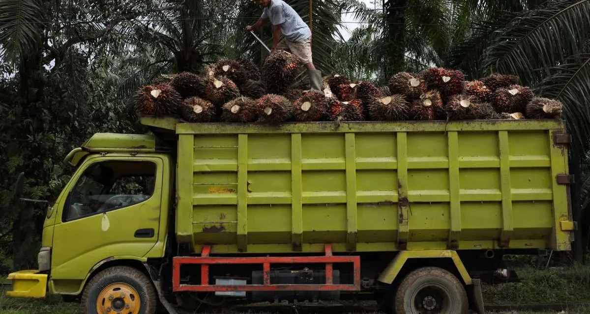 Harga CPO Naik Tinggi, Sentimen Positif Buat Saham Sawit