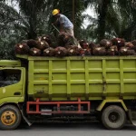 Harga CPO Naik Tinggi, Sentimen Positif Buat Saham Sawit