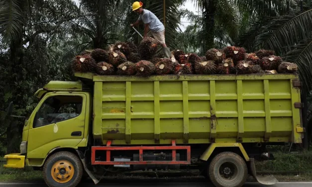 Harga CPO Naik Tinggi, Sentimen Positif Buat Saham Sawit