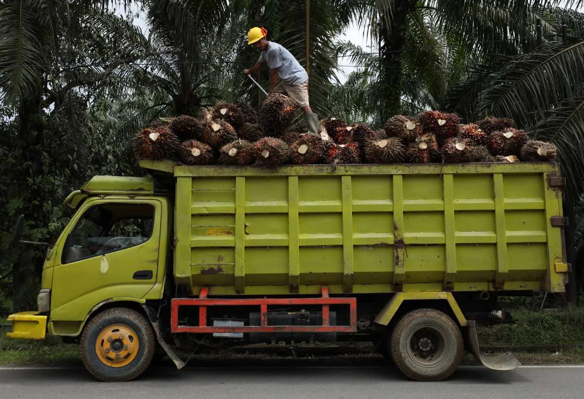 Harga CPO Naik Tinggi, Sentimen Positif Buat Saham Sawit
