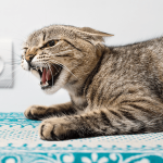 Kucing Bertingkah Aneh? Bisa Jadi Itu Gejala Rabies