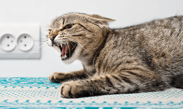 Kucing Bertingkah Aneh? Bisa Jadi Itu Gejala Rabies