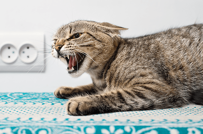 Kucing Bertingkah Aneh? Bisa Jadi Itu Gejala Rabies