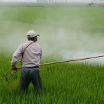 4 Cara Mengelola Air Sawah Jadi Bersih