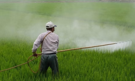 4 Cara Mengelola Air Sawah Jadi Bersih
