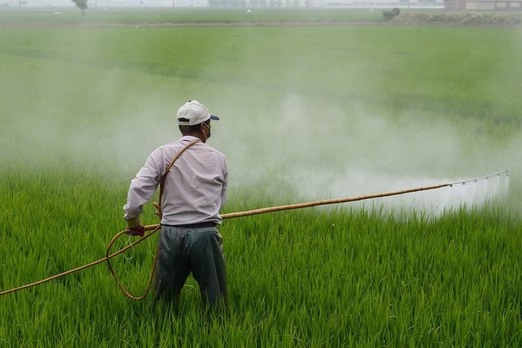 4 Cara Mengelola Air Sawah Jadi Bersih