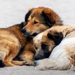 Jangan Di Abaikan! Tanda Kanker Pada Anjing Peliharaan