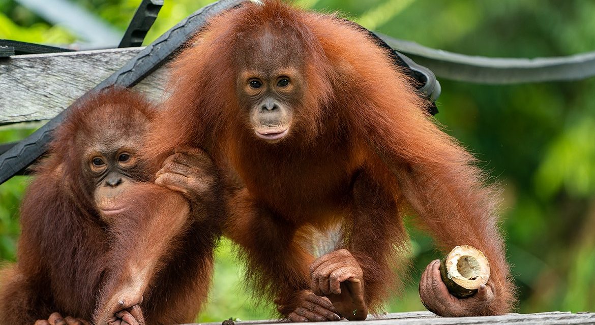 Alasan Orangutan Rehabilitasi Pulang ke Kalteng