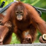 Alasan Orangutan Rehabilitasi Pulang ke Kalteng