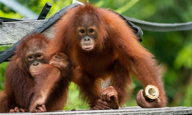 Alasan Orangutan Rehabilitasi Pulang ke Kalteng