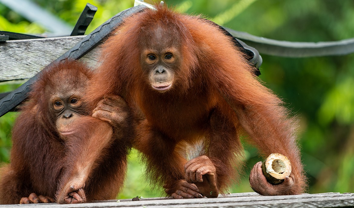 Alasan Orangutan Rehabilitasi Pulang ke Kalteng